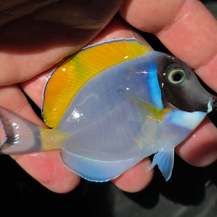 Acanthurus leucosternon M/L