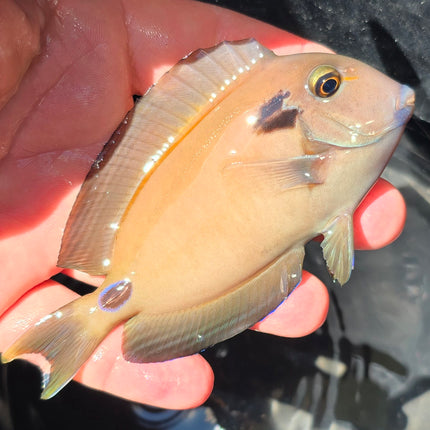 Acanthurus tennentii M/L 