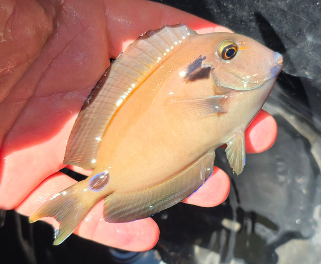 Acanthurus tennentii M/L