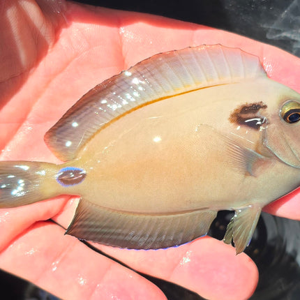 Acanthurus tennentii M/L 