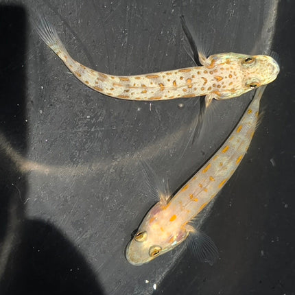 Valenciennea puellaris Pair L