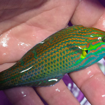 Halichoeres melanurus L