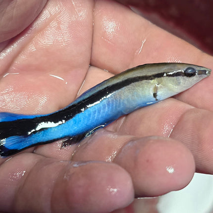 Labroides dimidiatus L