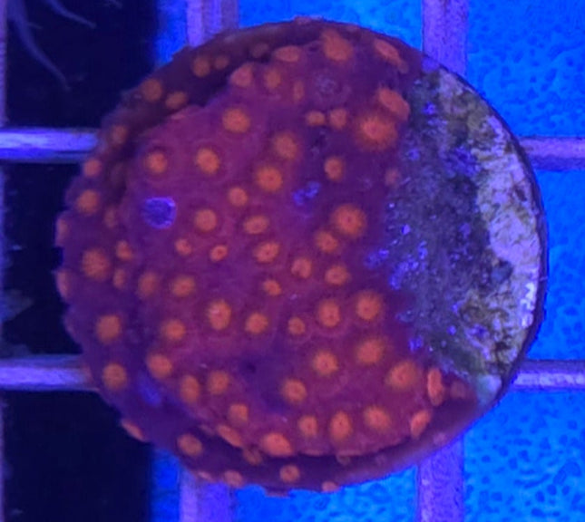 Cyphastrea Red flame