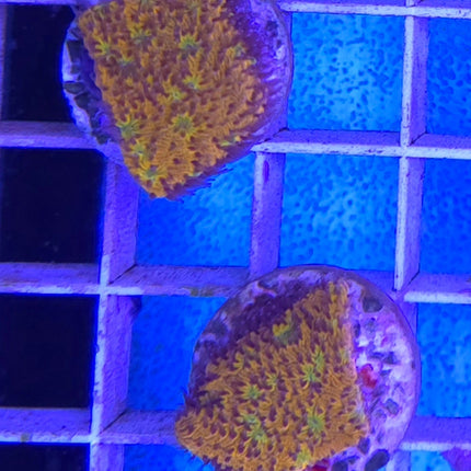 Lithophyllon sp. Orange FRAG