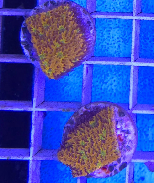 Lithophyllon sp. Orange FRAG