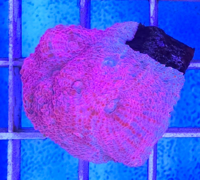 Echinophyllia Sp.  Indonesian Pink  FRAG - Ultra Rare!
