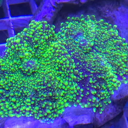 Ricordea Yuma Neon Green