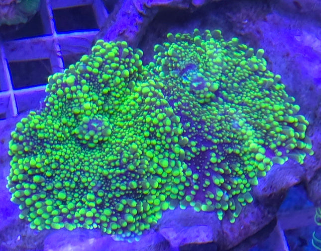Ricordea Yuma Neon Green
