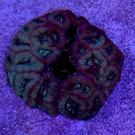 Micromussa Rainbow Australia FRAG