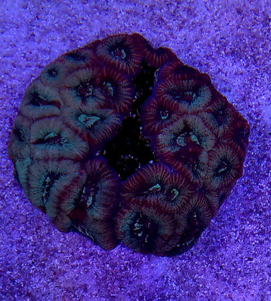 Micromussa Rainbow Australia FRAG