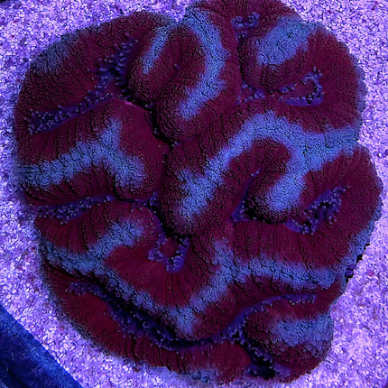 Symphyllia red anaconda XL