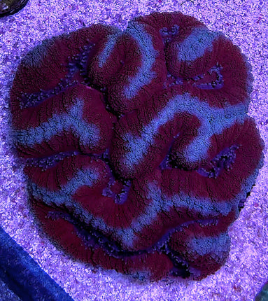 Symphyllia red anaconda XL
