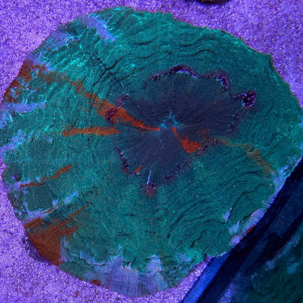 Acanthophyllia Ultra Green Orange - L