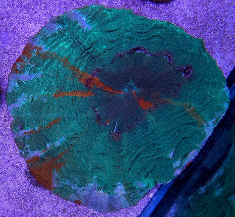 Acanthophyllia Ultra Green Orange - L