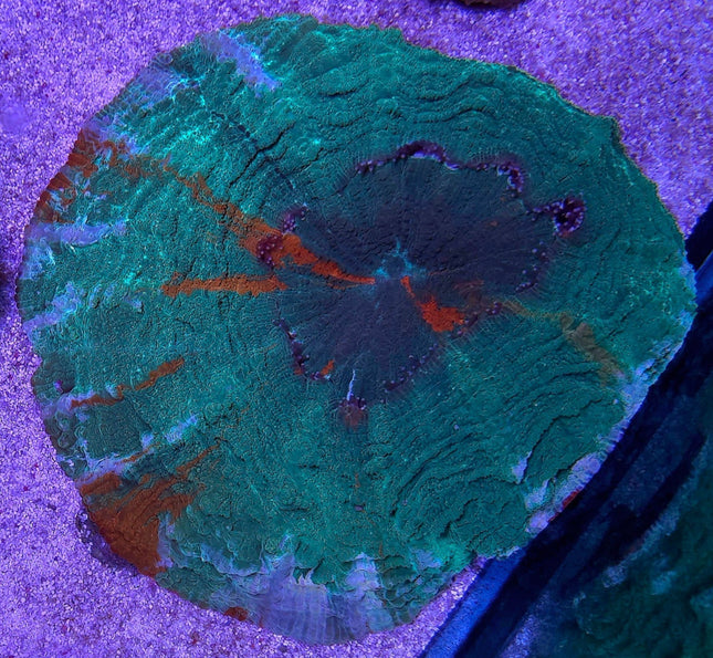 Acanthophyllia Ultra Green Orange - L
