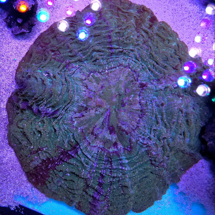 Acanthophyllia Ultra Green Gold dust XL