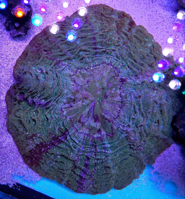 Acanthophyllia Ultra Green Gold dust XL