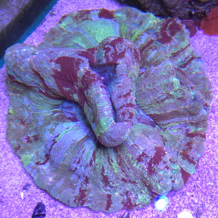 Trachyphyllia Rainbow Ultra- XXL