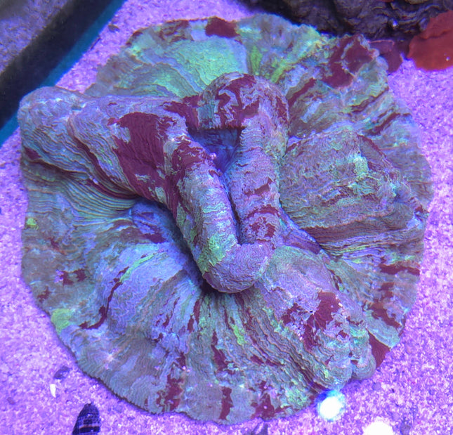 Trachyphyllia Rainbow Ultra- XXL