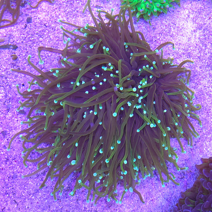 Euphyllia glabescens Gold torch FRAG