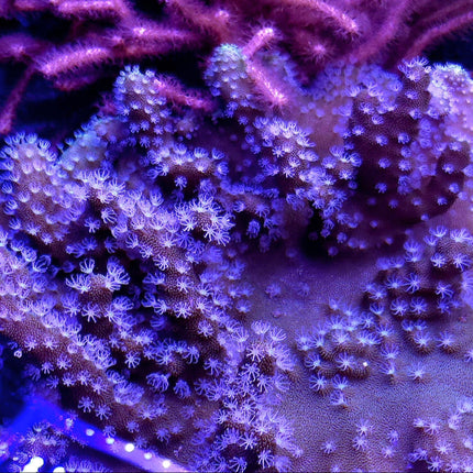 Lobophytum sp. Devils fingers FRAG