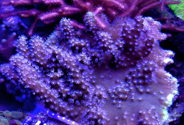 Lobophytum sp. Devils fingers FRAG