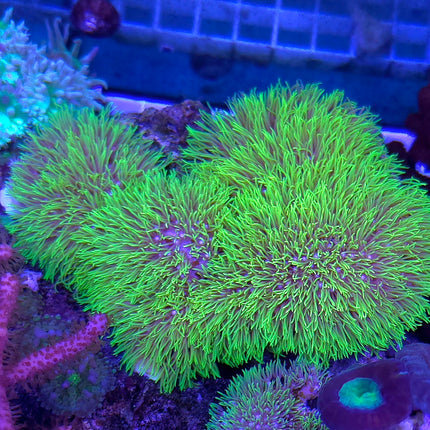 Briareum fiji Ultra FRAG