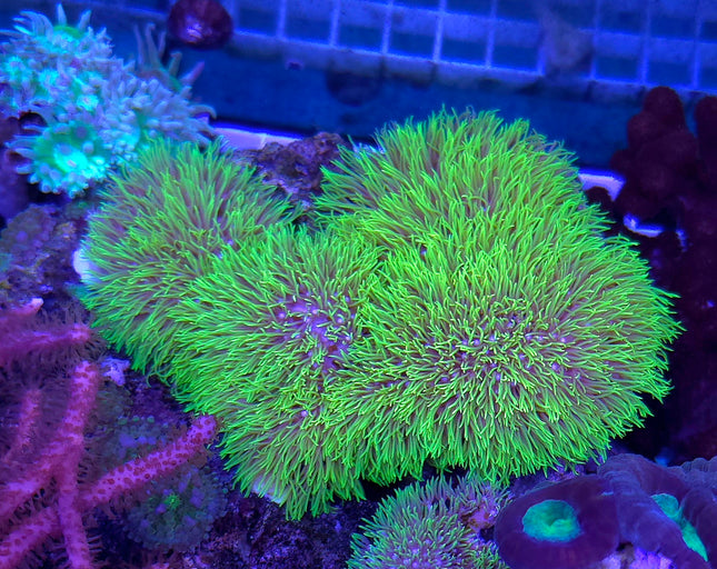 Briareum fiji Ultra FRAG