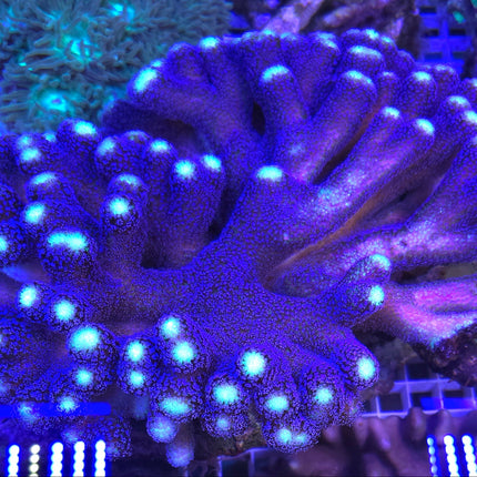 Stylophora pistillata FRAG
