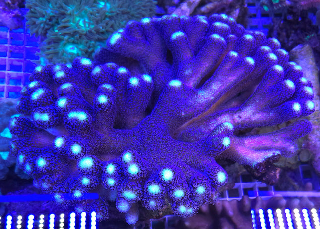 Stylophora pistillata FRAG