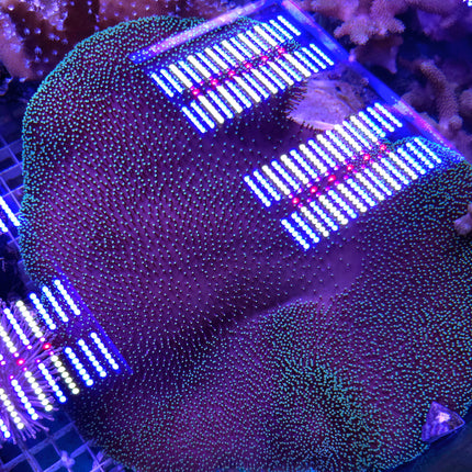 Sarcophyton sp. Stargazer FRAG