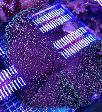 Sarcophyton sp. Stargazer FRAG