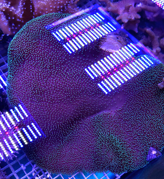 Sarcophyton sp. Stargazer FRAG