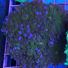 Collection image for: Mushroom Corals