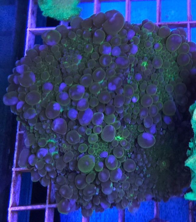Ricordea Florida Green FRAG