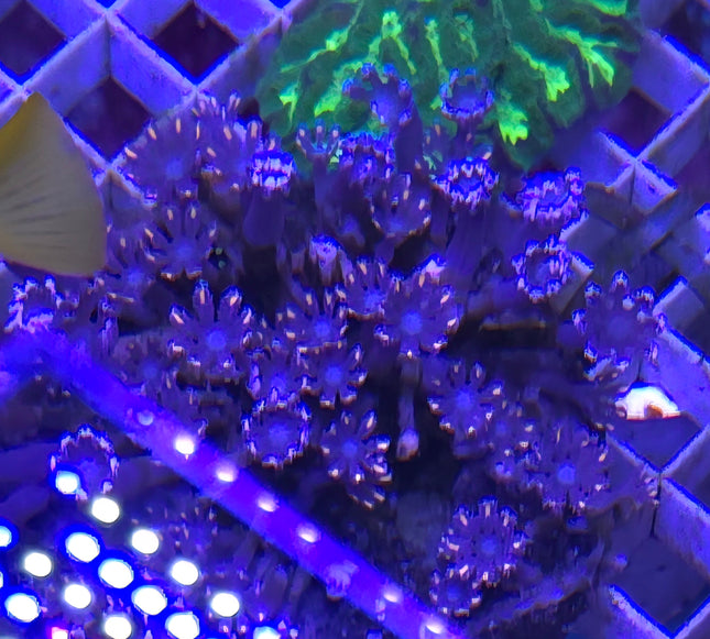 Anthelia sp. Orange- FRAG