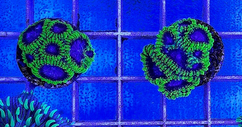 Favia sp. Space Monkey FRAG