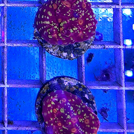 Echinophyllia sp. Goldmeister FRAG