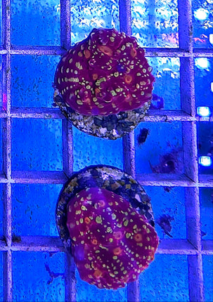Echinophyllia sp. Goldmeister FRAG