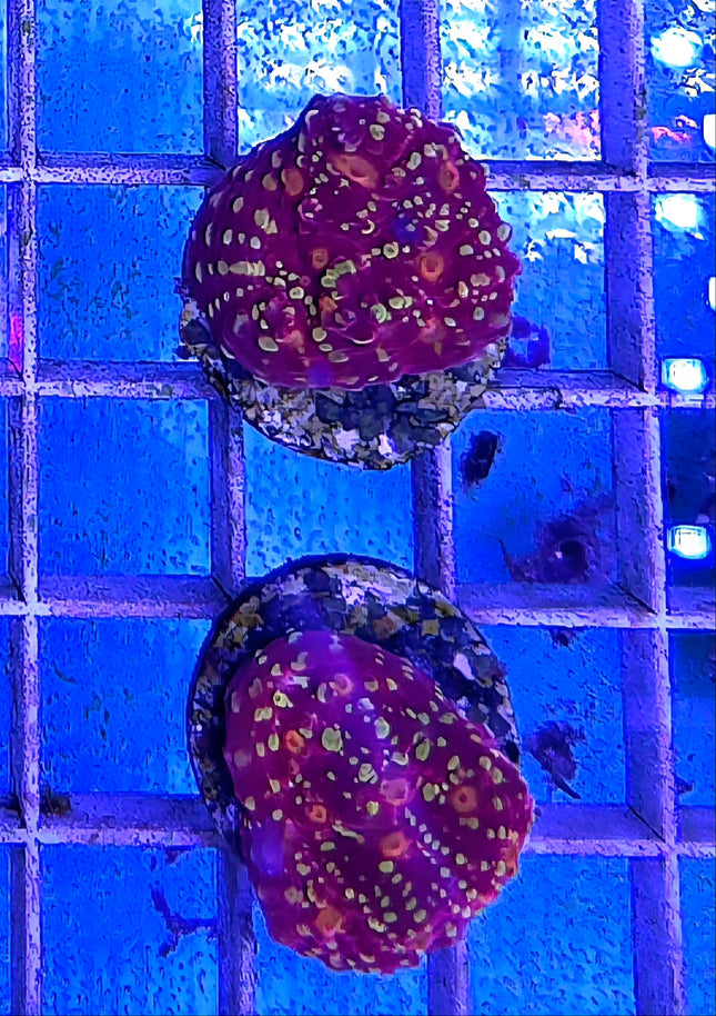 Echinophyllia sp. Goldmeister FRAG