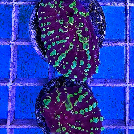 Echinophyllia sp. Acid Rain FRAG