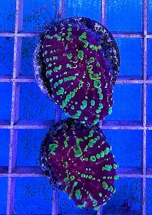 Echinophyllia sp. Acid Rain FRAG
