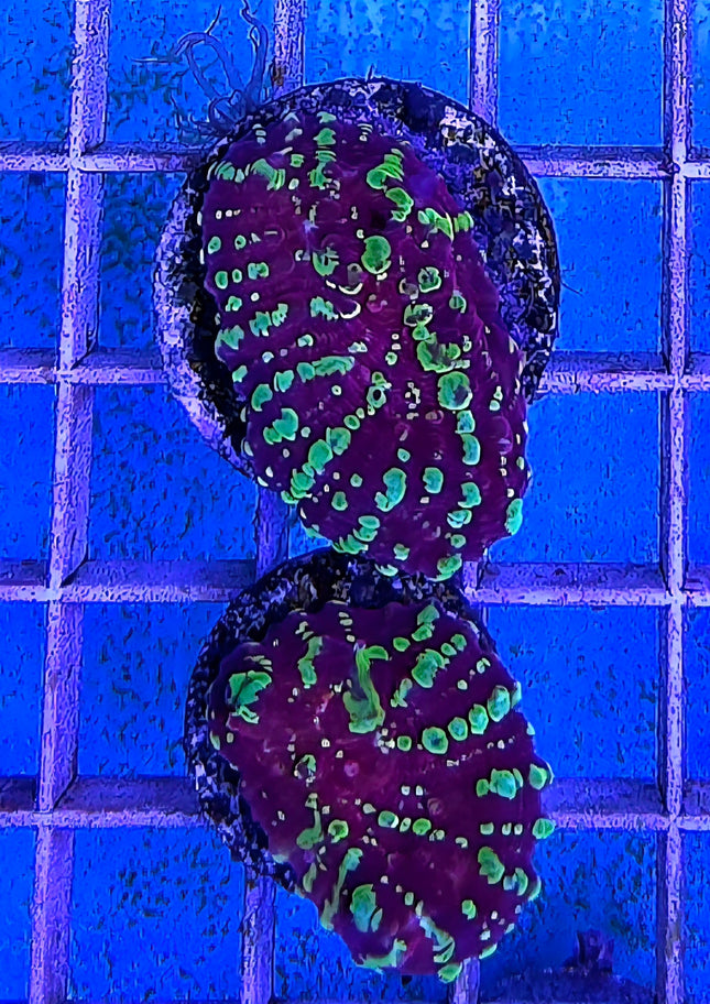 Echinophyllia sp. Acid Rain FRAG