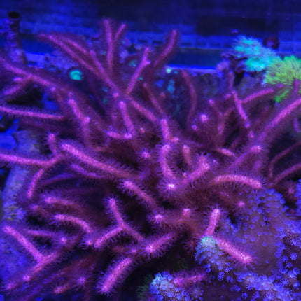 Gorgonia sp. Purple FRAG