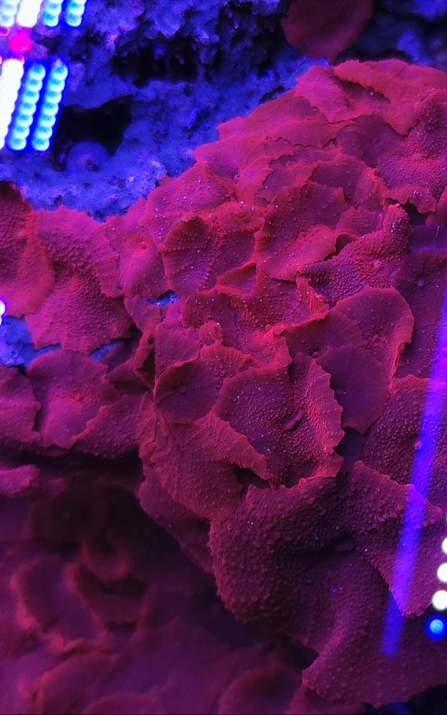 Discosoma sp. ferugata - 1 polyp
