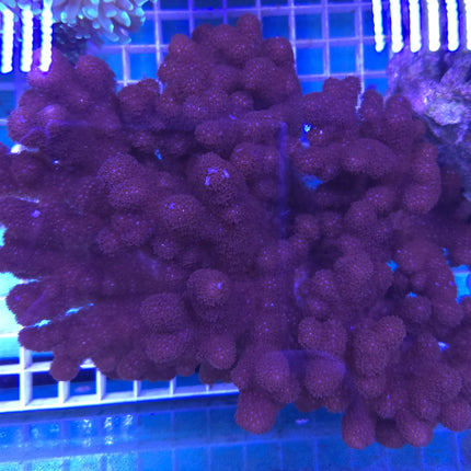 Cladiella sp. Deep Purple FRAG