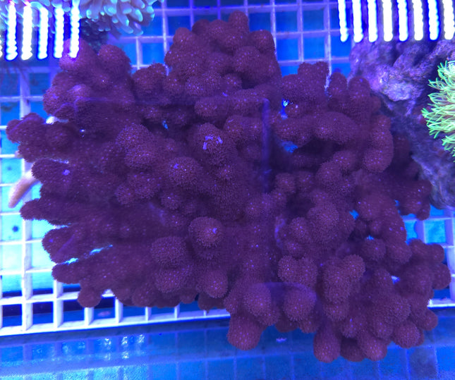 Cladiella sp. Deep Purple FRAG