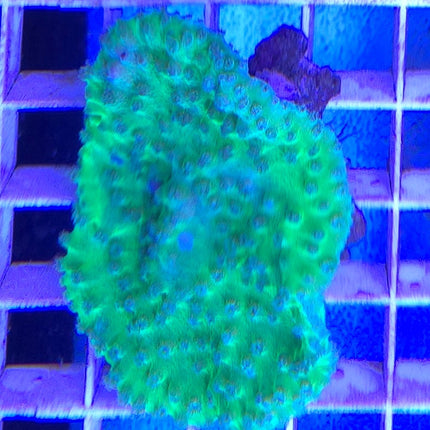 Turbinaria mini electric green M