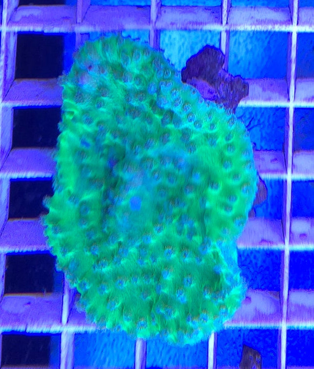 Turbinaria mini electric green M